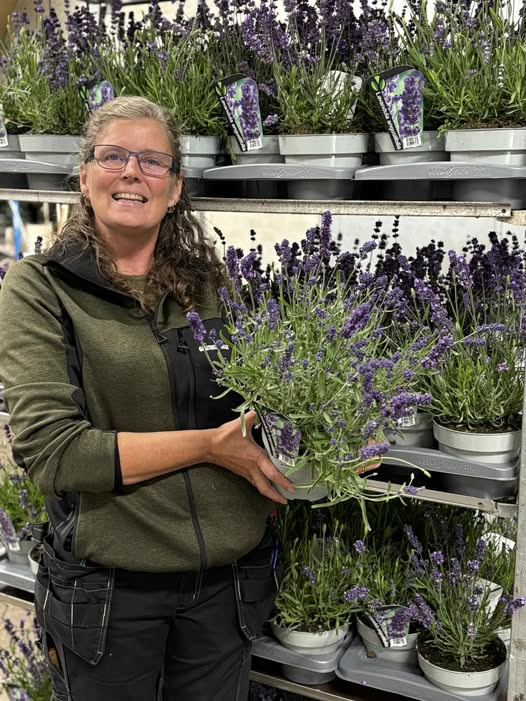 Midtjydsk Gartnerhal tilbyder lavendler til sommerpriser