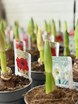 Amaryllis-tilbud fra Midtjysk Gartnerhal lyser efterårsmørket op
