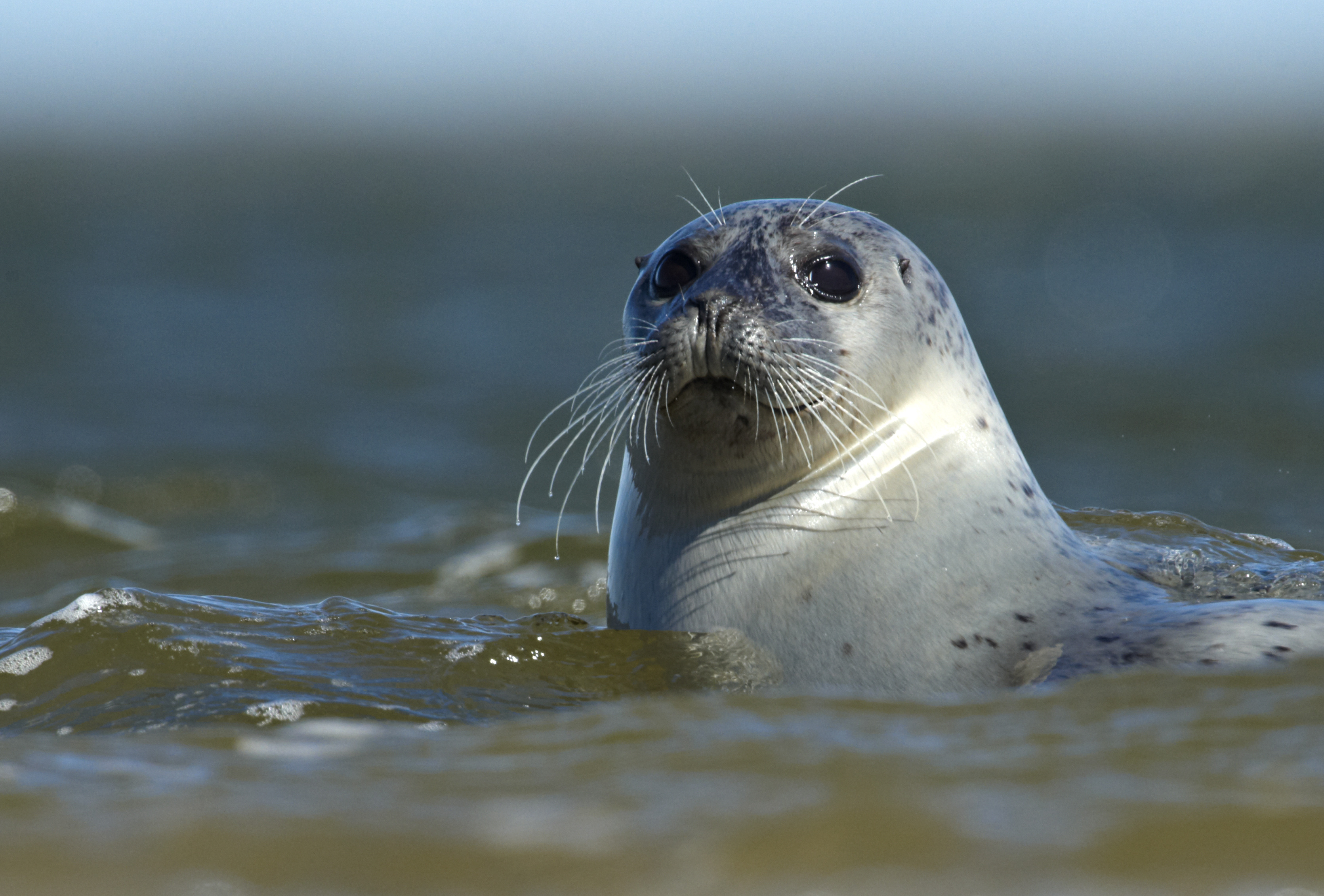 Udforsk sælbankerne ved Vadehavscentret