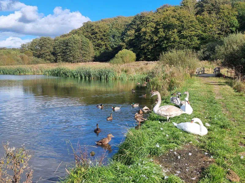 Skilte fjernes efter udslip ved Apotekerengen – ingen sundhedsfare fundet i søen
