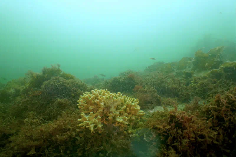 Ny marine naturnationalpark i Lillebælt skal redde havmiljøet og beskytte marsvin gennem fælles indsats