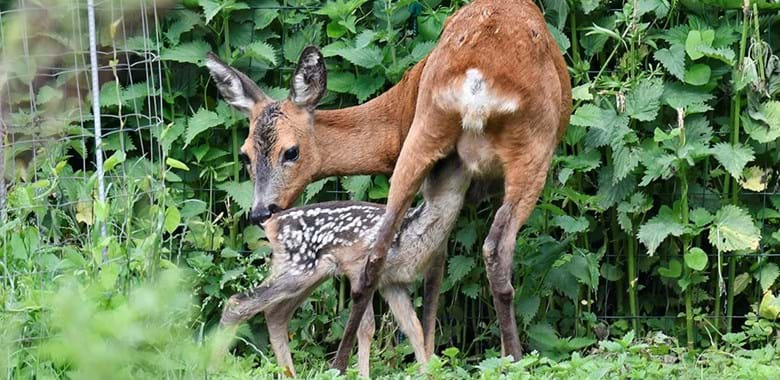 MTB-sporet er lukket i maj