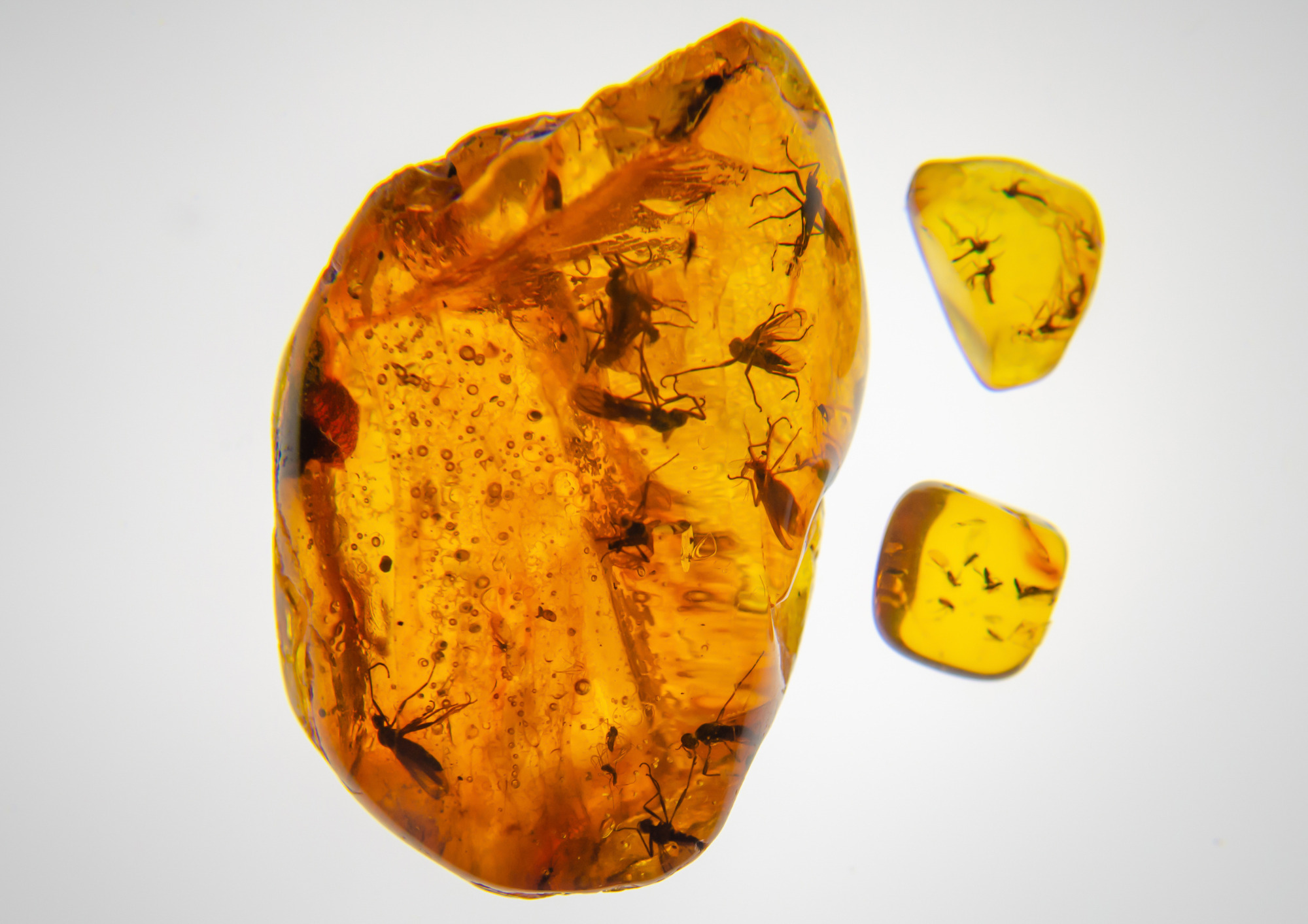 Oplev ravets mysterier med Anders Leth Damgaard