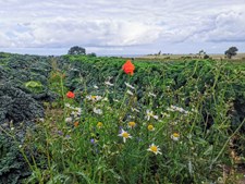 Oplev La Via Campesina med Sophia Wathne i Nykøbing Sj