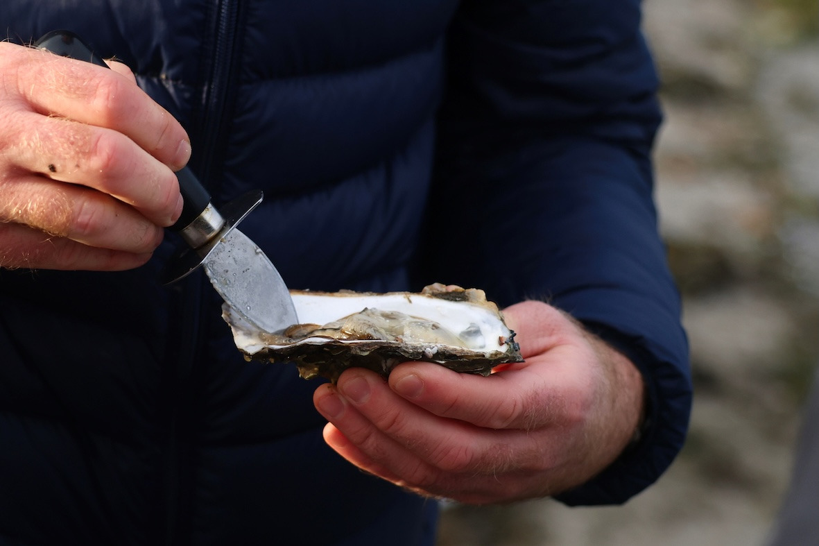 Oplev østersjagt i Thyholm