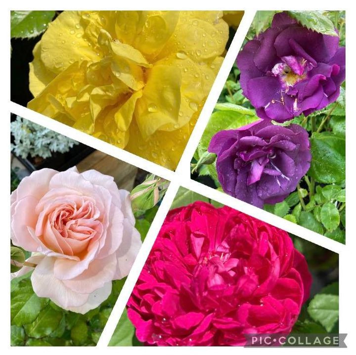 En finger på pulsen i Hobro