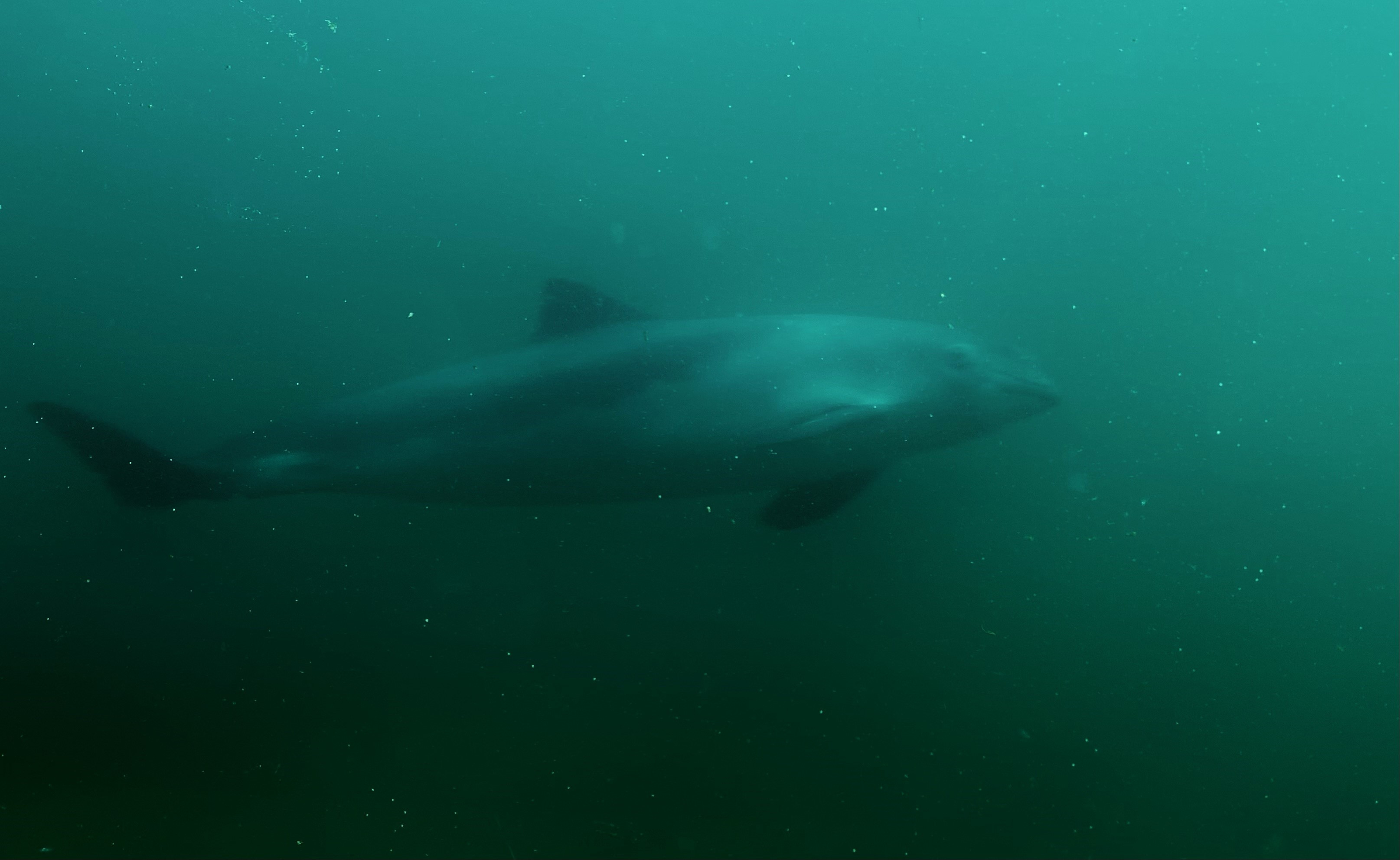 Oplev Øresunds dyreliv: Bådsafari og aftenåbent på Øresundsakvariet