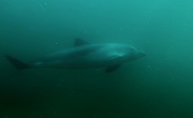 Oplev Øresunds dyreliv: Bådsafari og aftenåbent på Øresundsakvariet