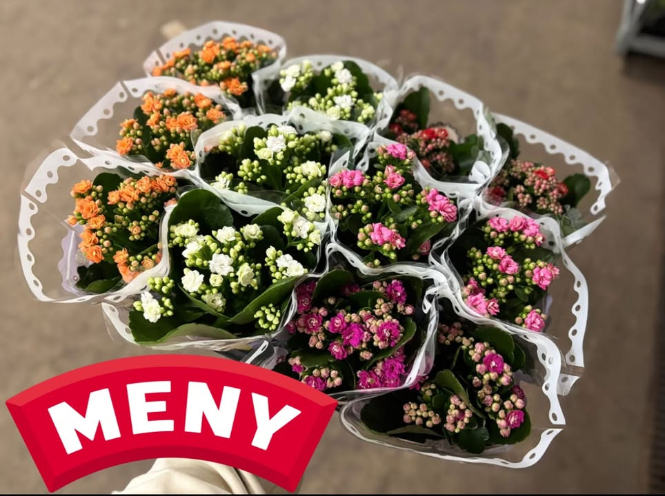 Meny Gl. Skagensvej tilbyder Kalanchoe i flere farver til særpris i dag