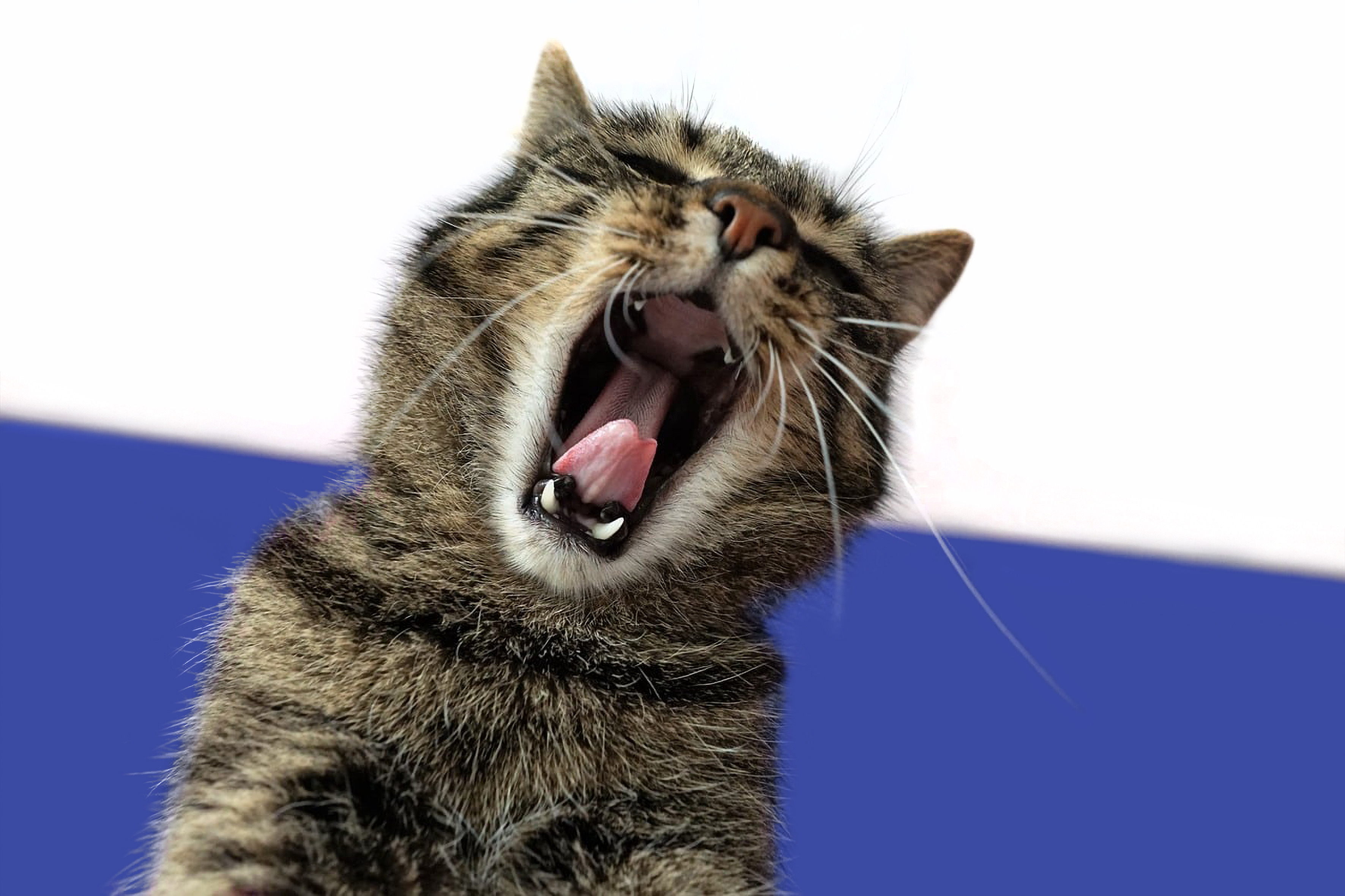 Fællessang på Musikbiblioteket: En varmende tradition i Odense