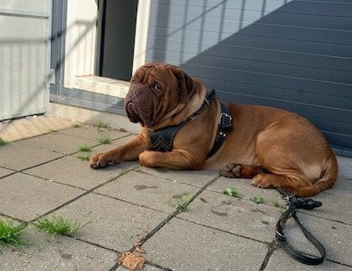 Fremlysning af hund – Fransk Mastiff