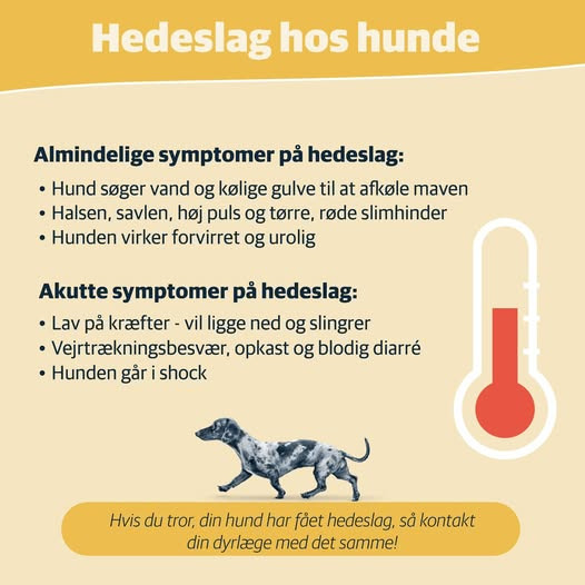 AniCura Aalborg deler gode råd om hedeslag hos hunde