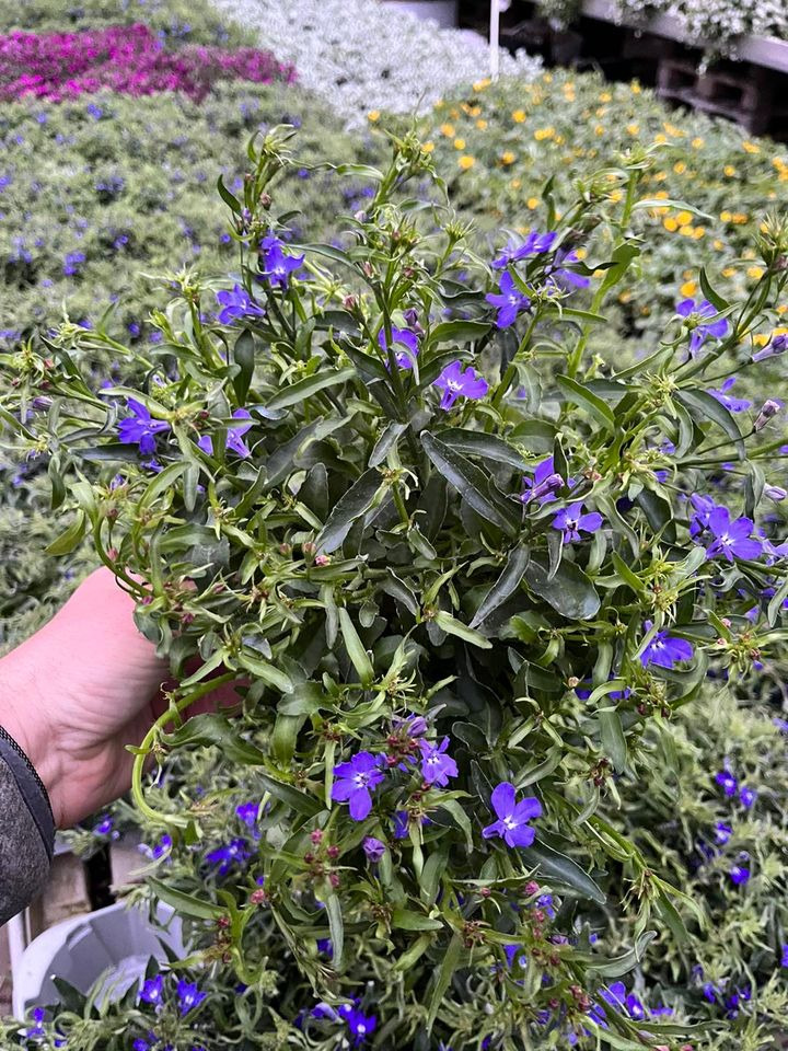 Det nyeste på Hedensteds opslagstavle