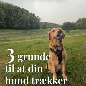 Opslagsbillede
