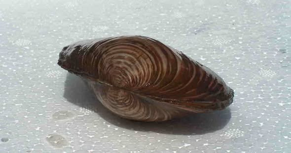 Tufra Dyrecenter annoncerer fisk og dammuslinger til havebassinet