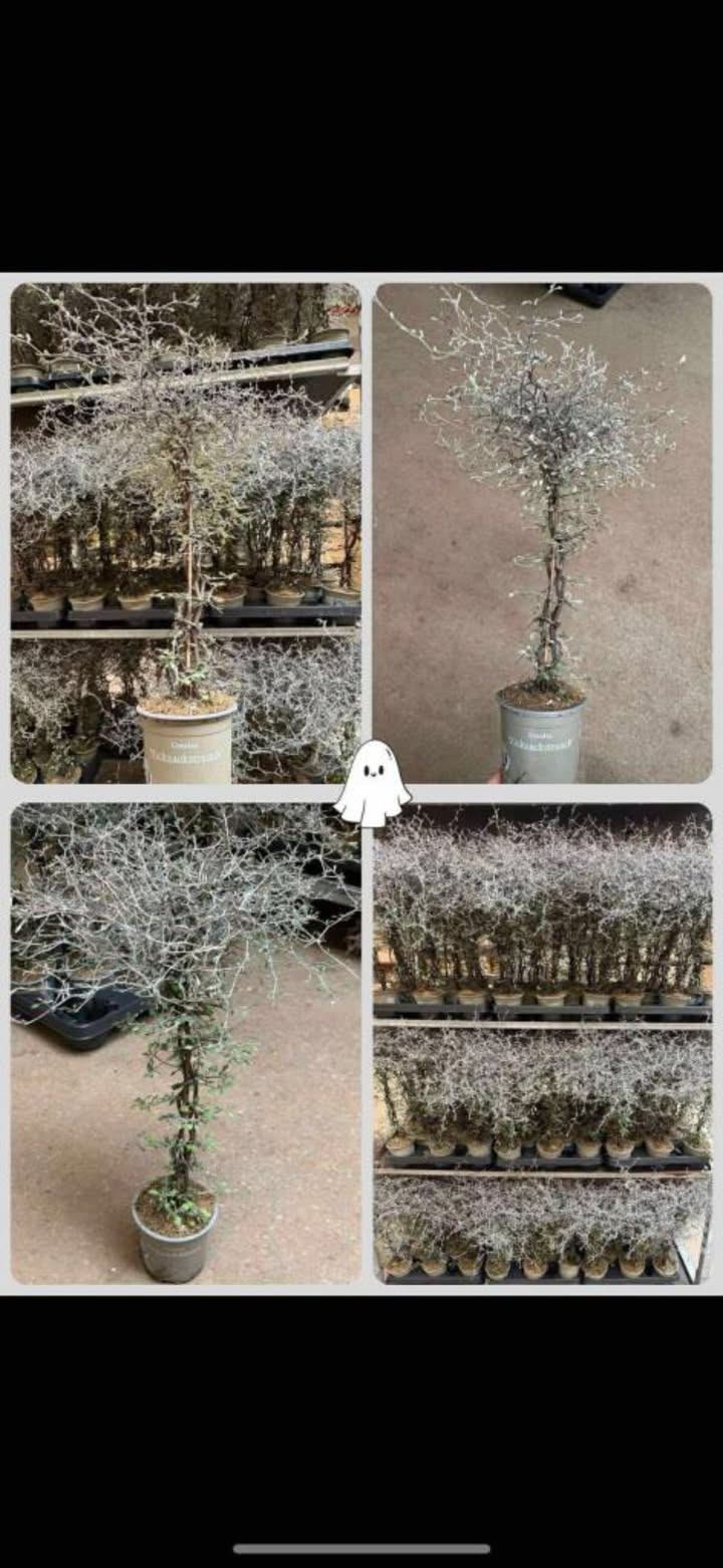 Meny Randers melder udsolgt af det populære spøgelsestræ