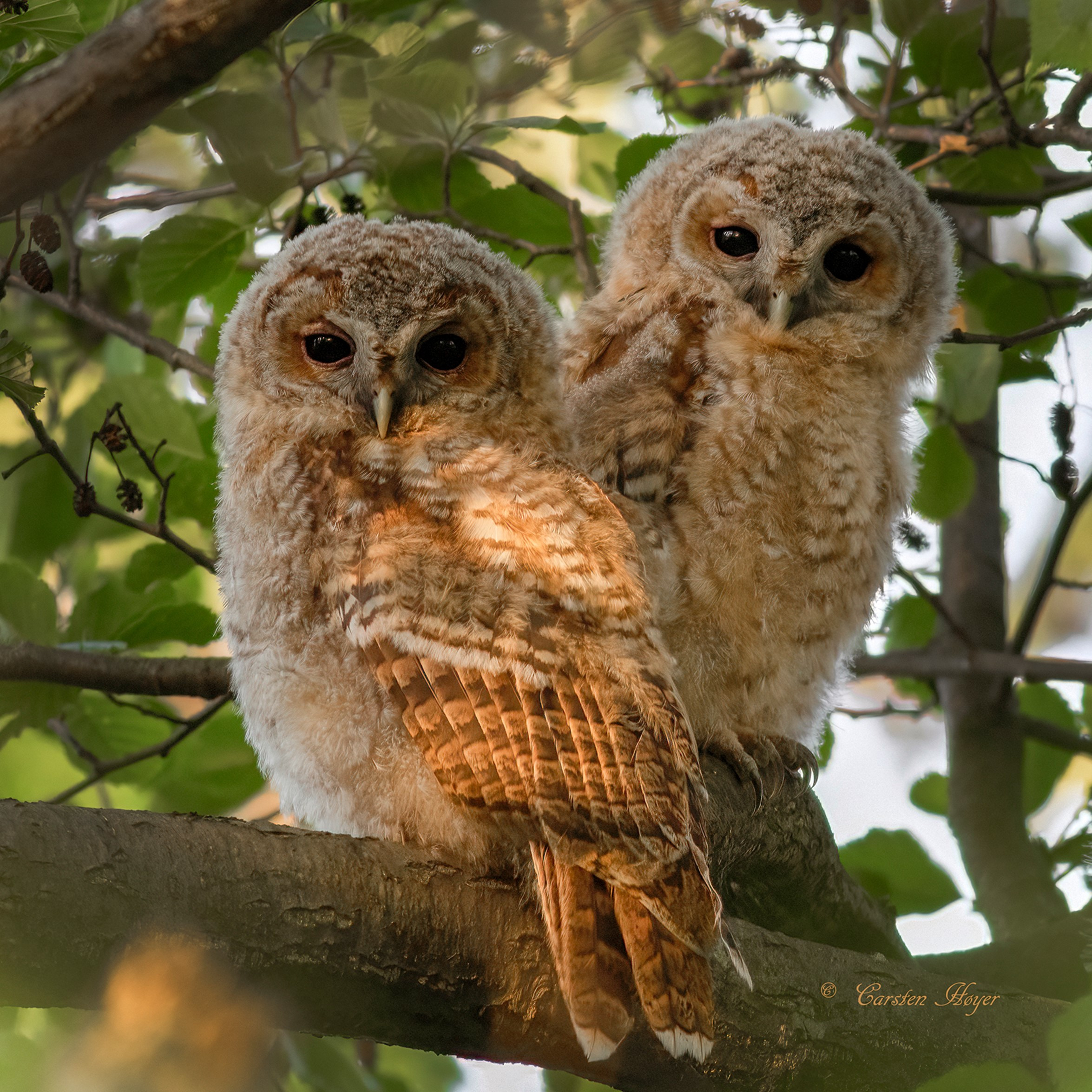 Oplev fuglelivet og vandets rejse i Kongsholmparken