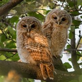 Oplev fuglelivet og vandets rejse i Kongsholmparken