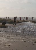 Bliv en ægte ravjæger ved Blåvand Naturcenter