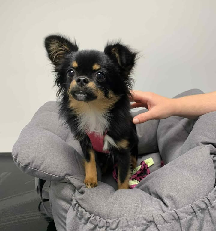 Freja får succesfuldt fjernet mælketænder hos Vodskov Dyreklinik v/Thorstein Arnason