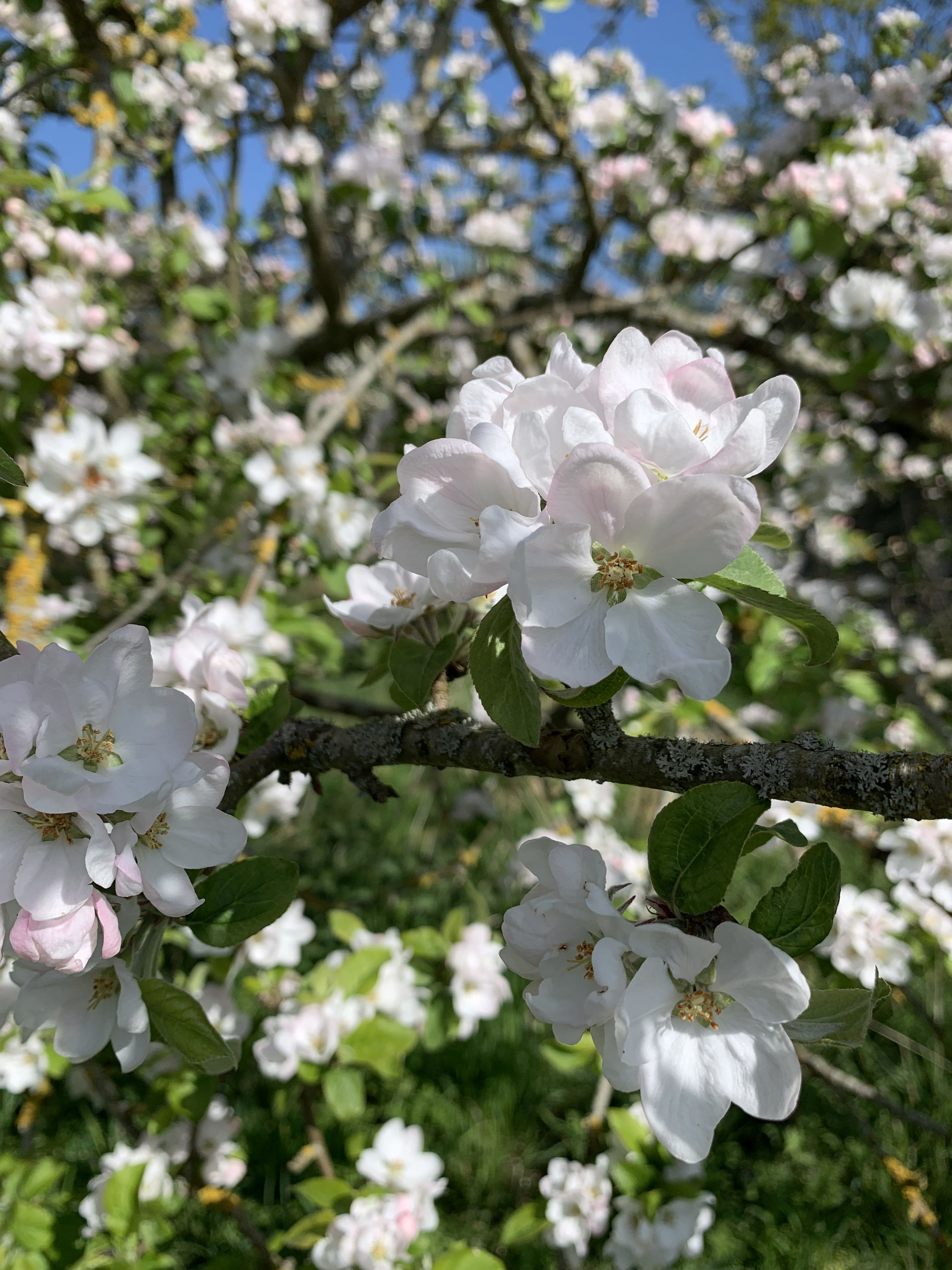Deltag i læsefællesskab for gravide på Svendborg Bibliotek