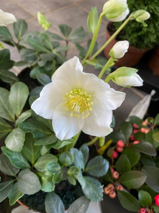 Nyt på opslagstavlen i Roslev