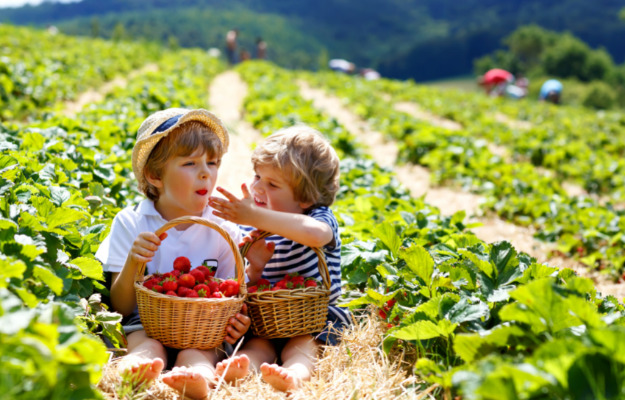 Her er tre gode pluk-selv jordbærsteder i hovedstadsområdet