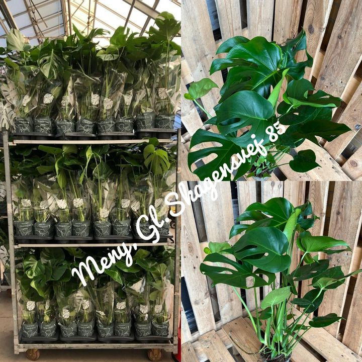 Meny Gl. Skagensvej tilbyder Monstrea-planter til særpris