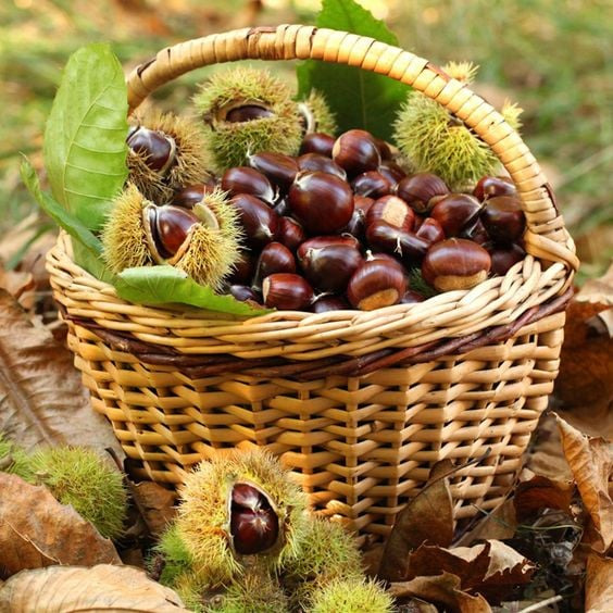 Hyldest til spisekastanjen i Nordby
