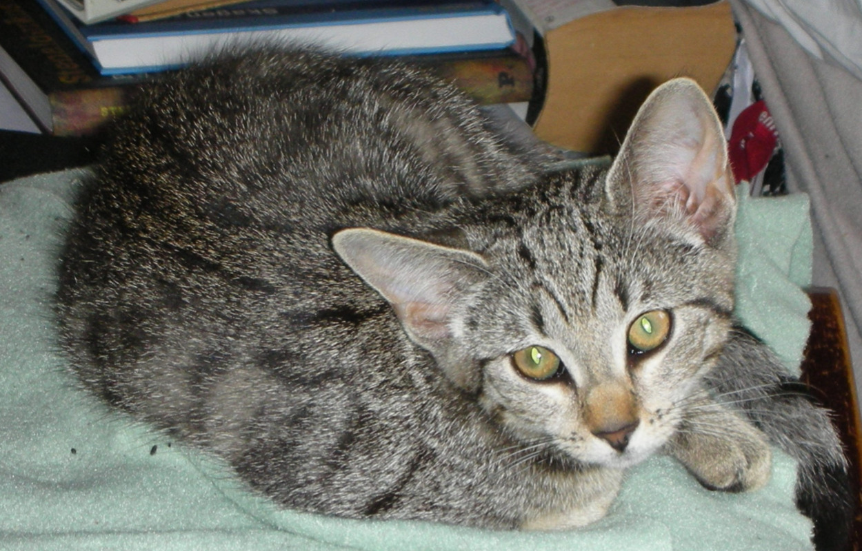 Er det din? Kælen killing fundet på Randersvej