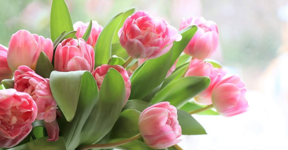 Tulipa Blomster & Havedesign flytter til nye omgivelser i Bredballe Centret i 2026