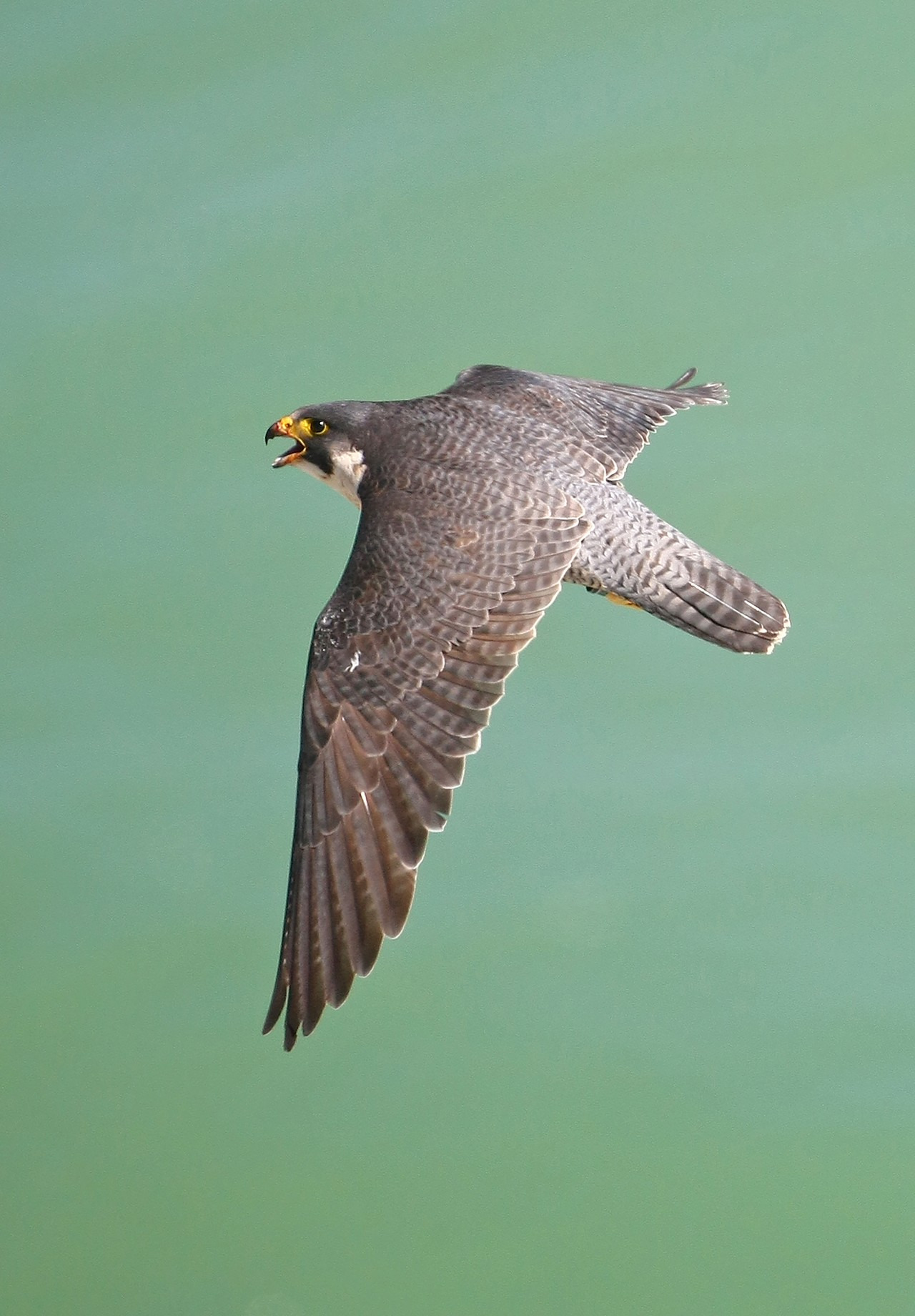 Oplev fuglelivet på Nyord Enge