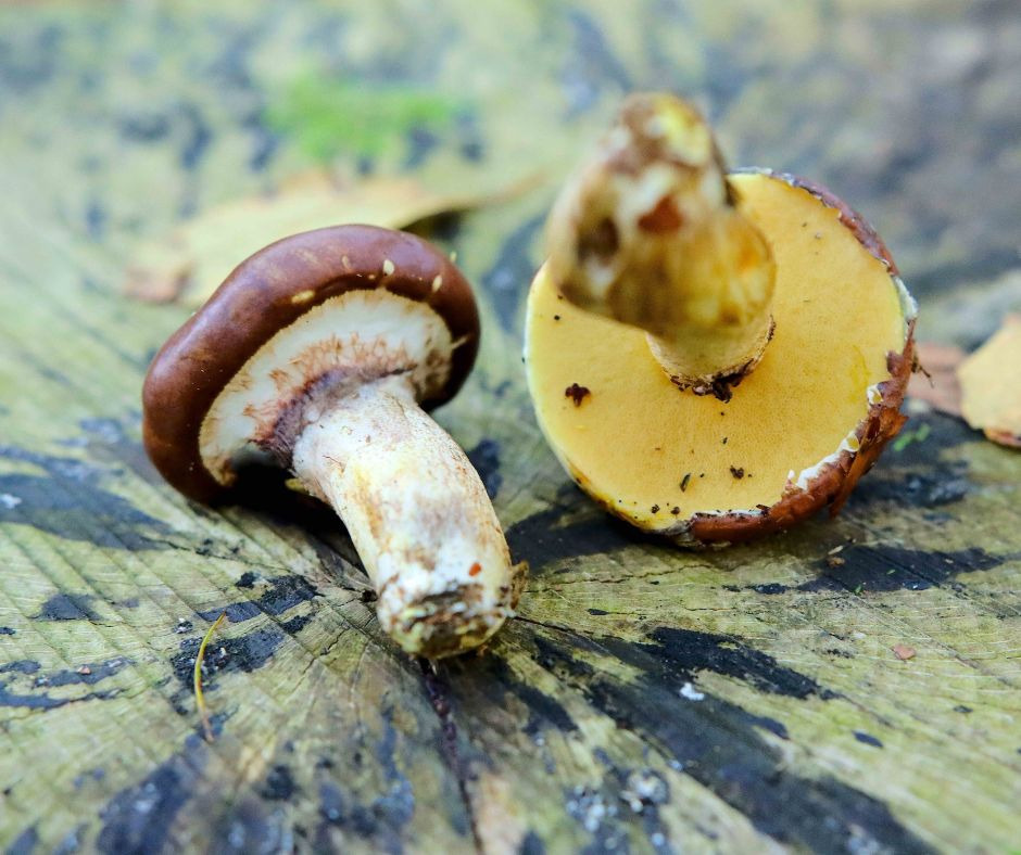 Svampetur i Viborg Plantage: Lær om spiselige svampe