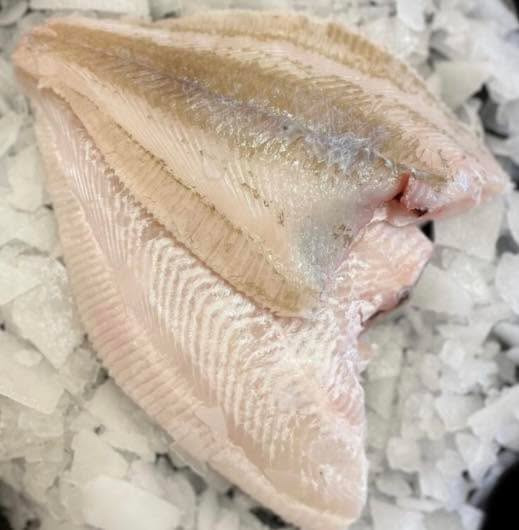 Hanstholm Auction Buyer præsenterer ugens fisk: Rødspætte til ny pris i netbutikken