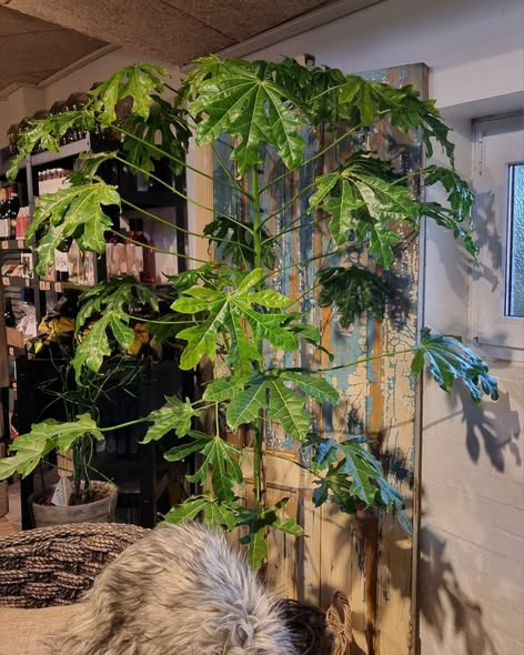 Fynbogården Blomster ApS har fået australsk kærlighedstræ hjem