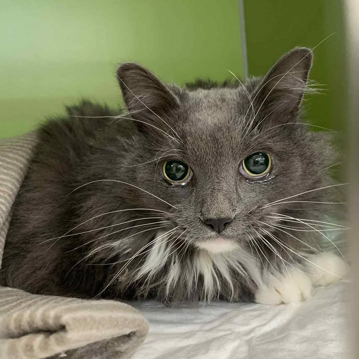 Bøllemis i sikkerhed efter operation hos Vodskov Dyreklinik v/Thorstein Arnason