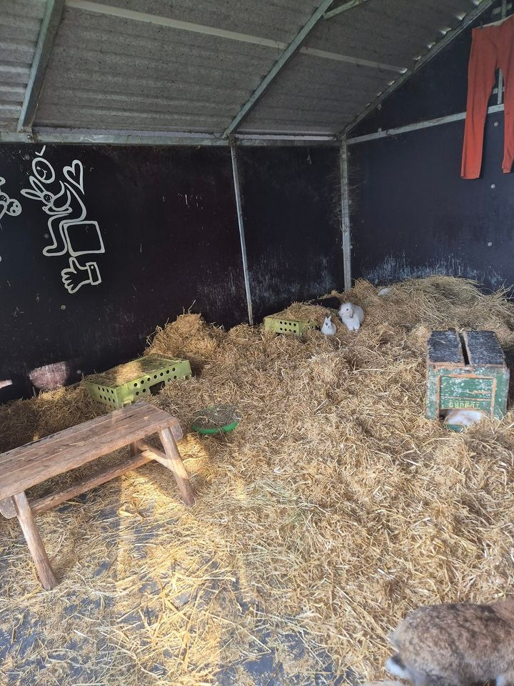 Hos Jensen Jordbær er der nyt halm til dyrene og jul og halloween står for døren