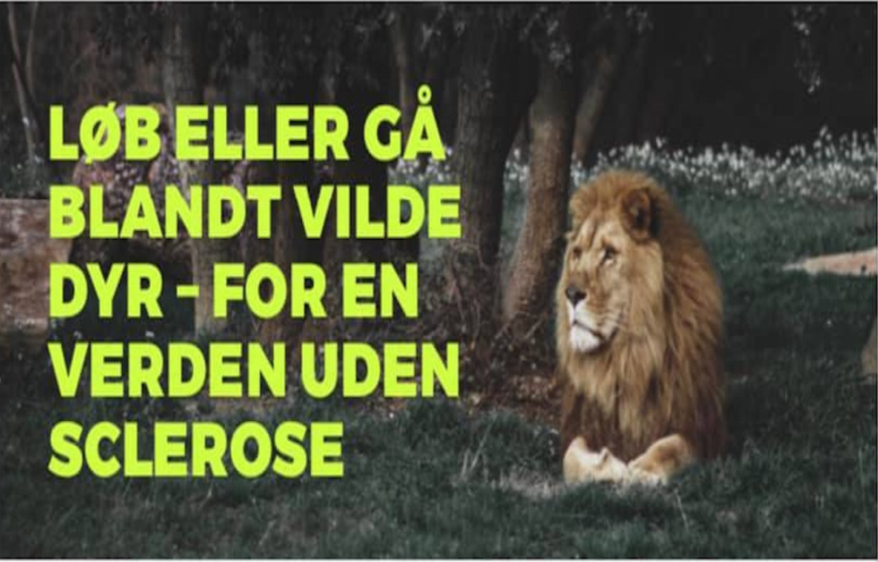 Vejlenser støtter den gode sags tjeneste blandt løverne 