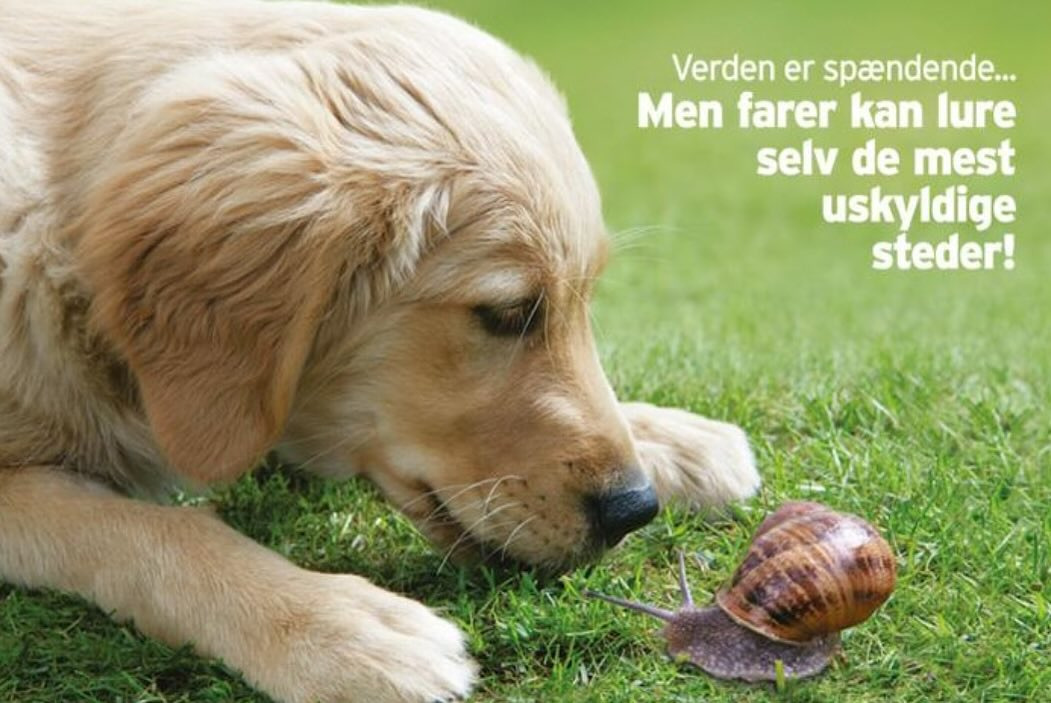 Center Dyreklinik advarer om øget tilfælde af fransk hjerteorm i lokalområdet