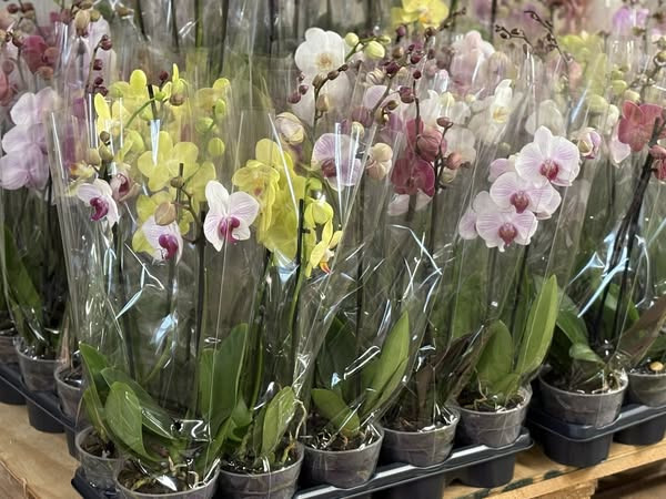 Midtjydsk Gartnerhal fejrer sommeren med tilbud på orkidéer til 25 kr.