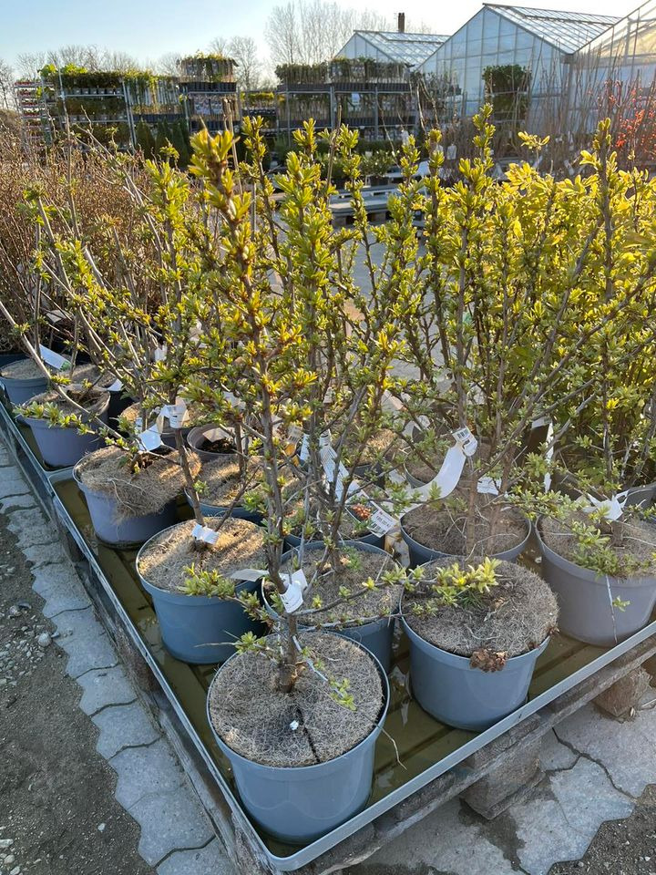 Det nyeste på Hedensteds opslagstavle