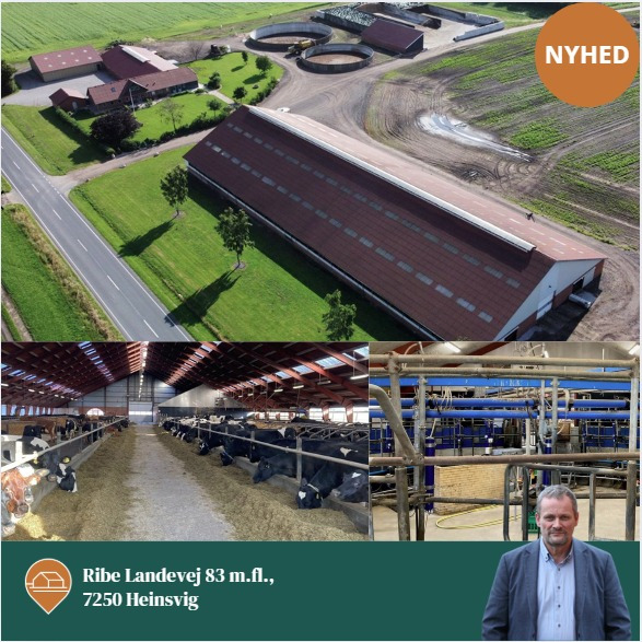 Landbogruppen Sønderjysk: Kvægejendom på 80,19 ha med 220 køer og moderne faciliteter til salg
