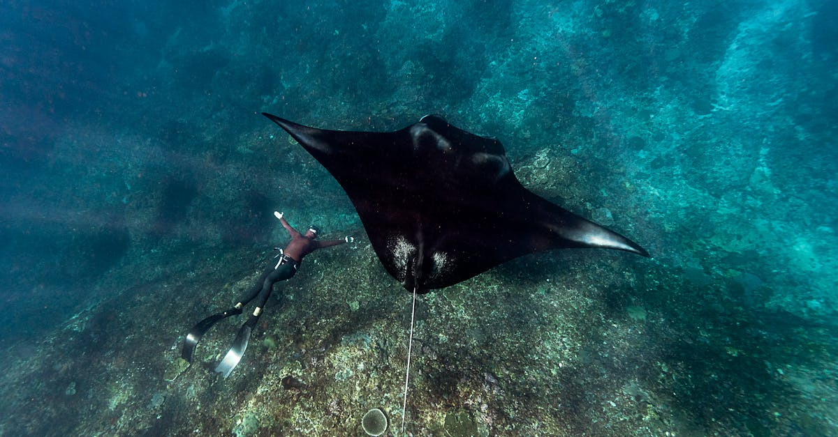 Oplev Maldivernes magi - En tropisk drøm afsløret