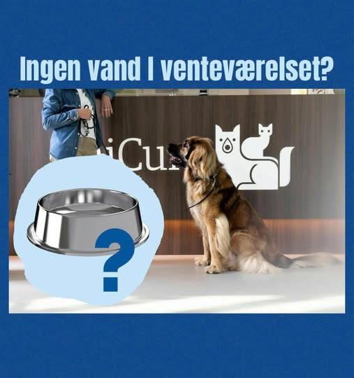 AniCura Aalborg forklarer, hvorfor der ikke står vandskål i venteværelset