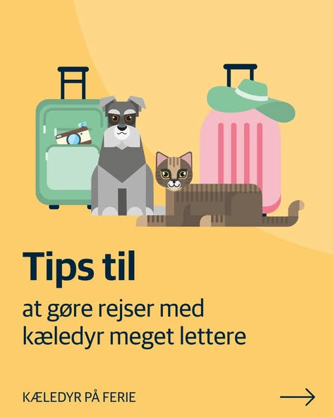 AniCura Aalborg deler gode råd til rejser med kæledyr