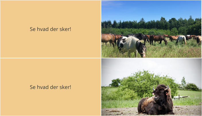 Oplevelser i Morud: Fra hesteinternater til bisonokser