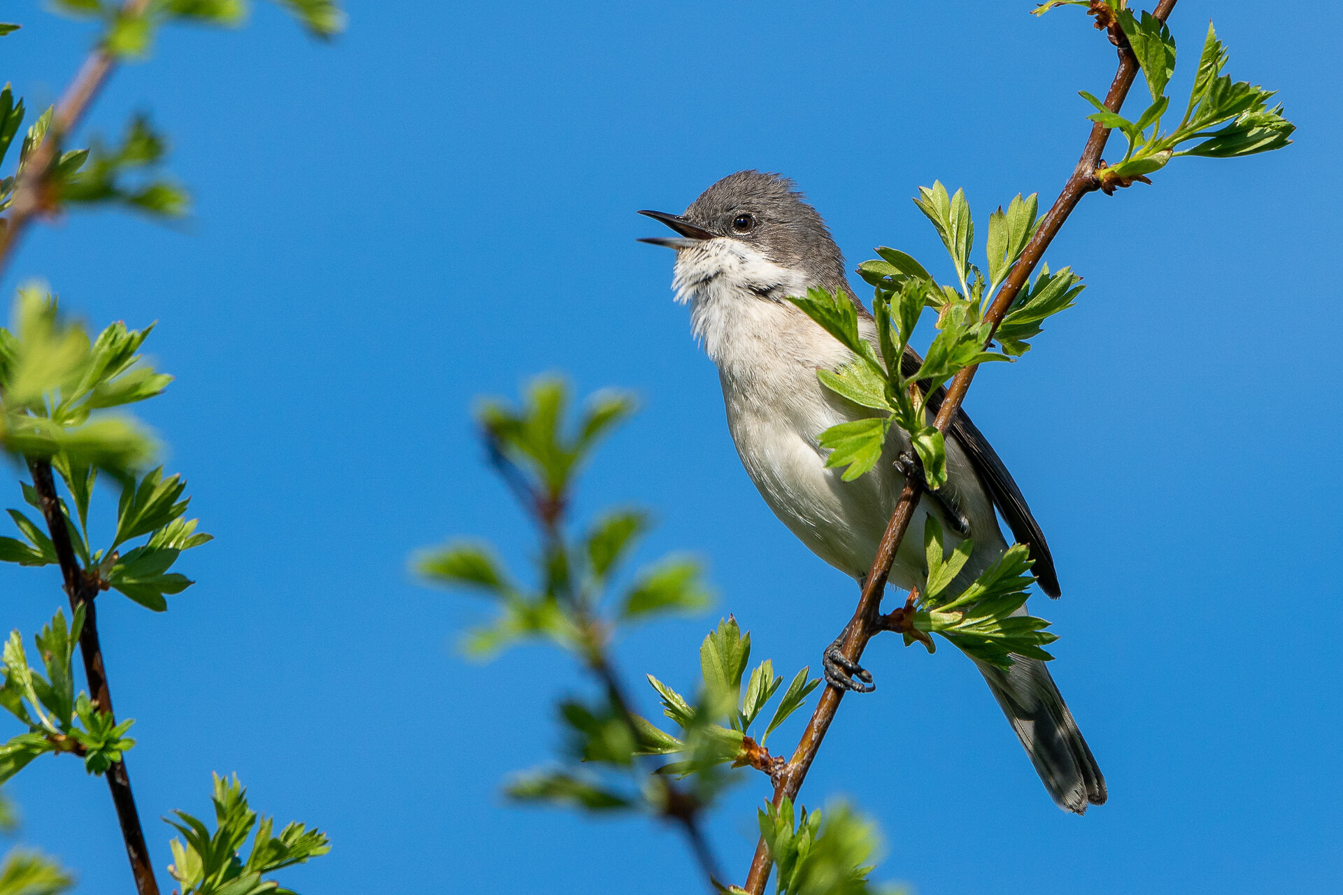 Oplev fuglesang ved Bistrup Rensningsanlæg