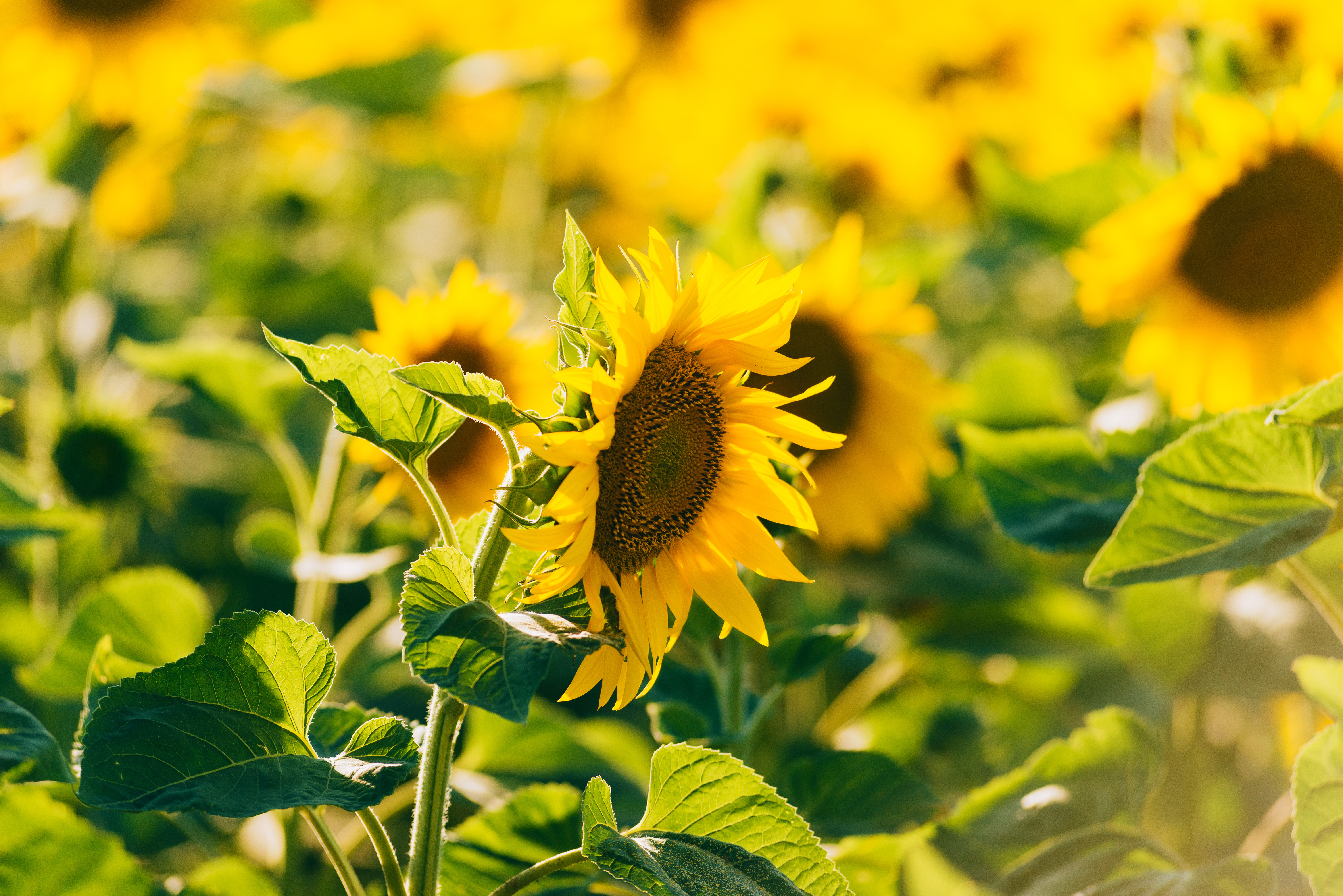 Sommertur for ældre til Kostræde Banker
