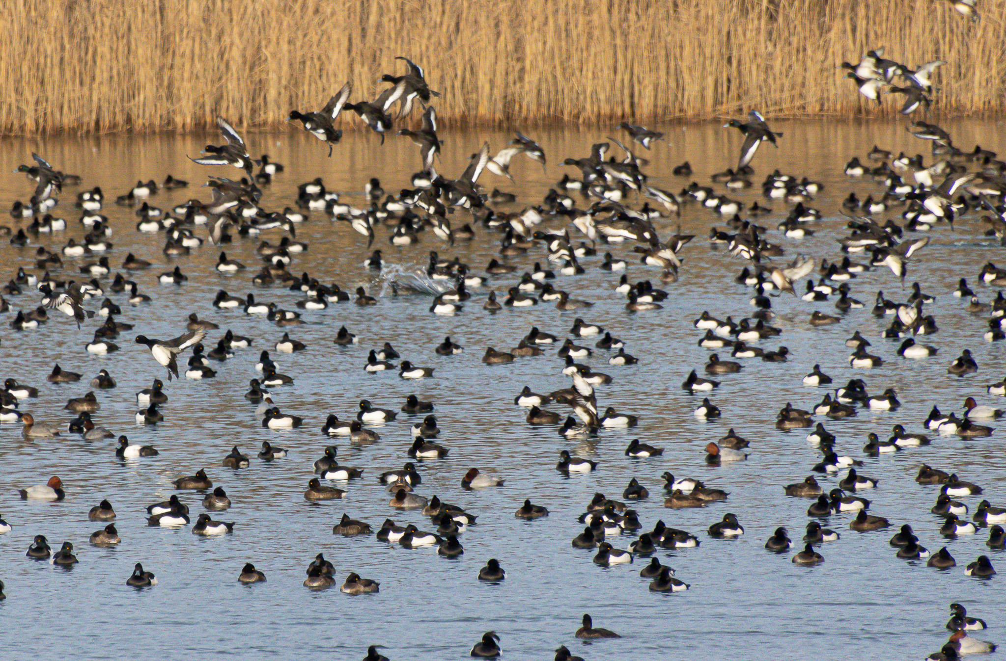 Oplev fuglene med Why Not Birds? ved Jordbassinerne, Møn