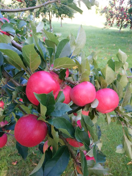 Opdatér dig her: Det nyeste fra Hinnerup